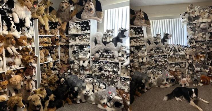 Unique and Curious Collections People Keep