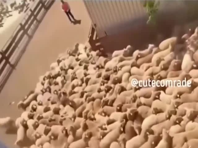 Sheepdog Clears a Traffic Jam