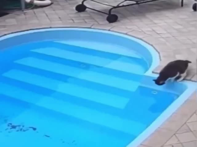 When You Realise You Can Swim