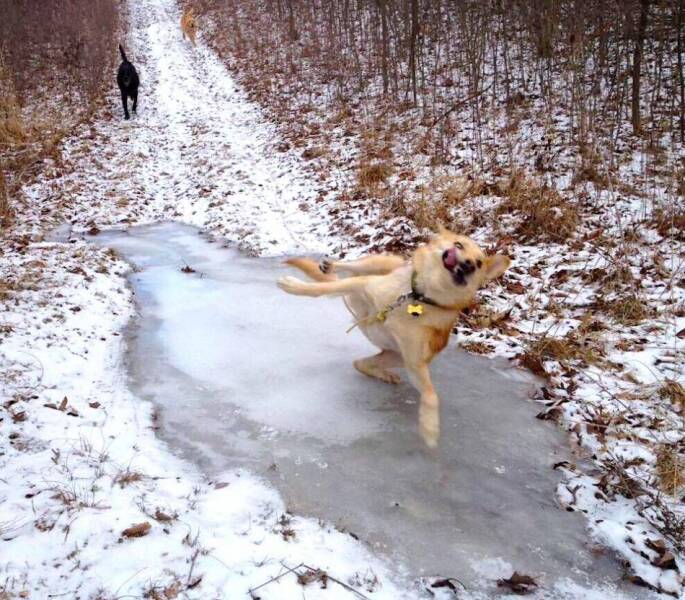 Cool Dogs Living Their Best Lives
