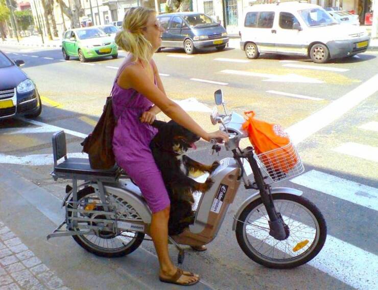 Cool Dogs Living Their Best Lives