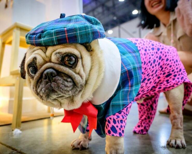 Cool Dogs Living Their Best Lives