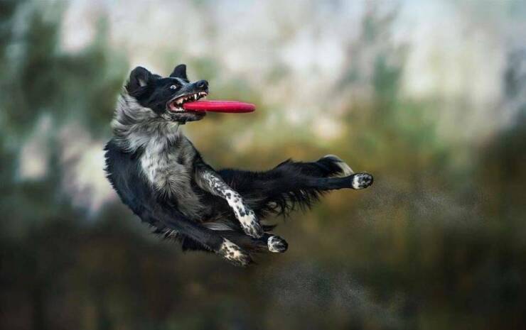 Cool Dogs Living Their Best Lives