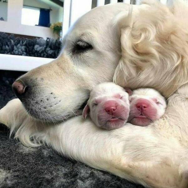 Cool Dogs Living Their Best Lives