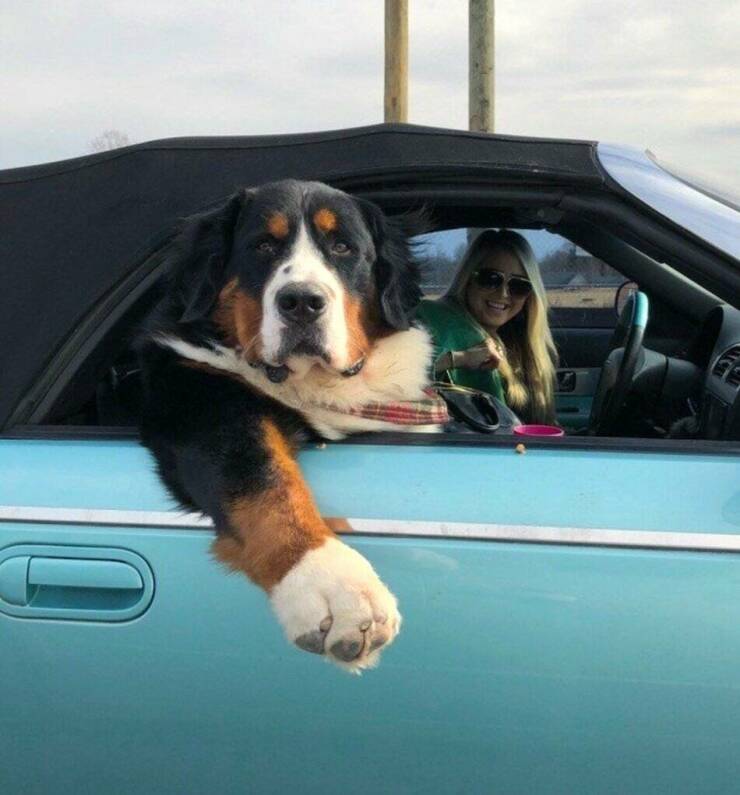Cool Dogs Living Their Best Lives Cool Dogs Living Their Best Lives