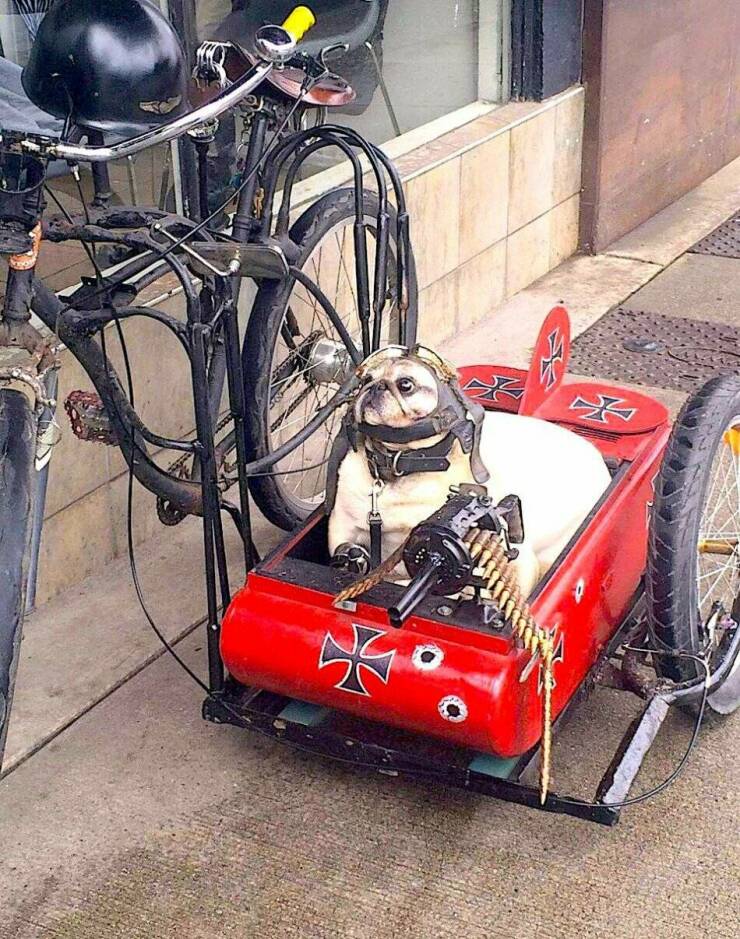 Cool Dogs Living Their Best Lives