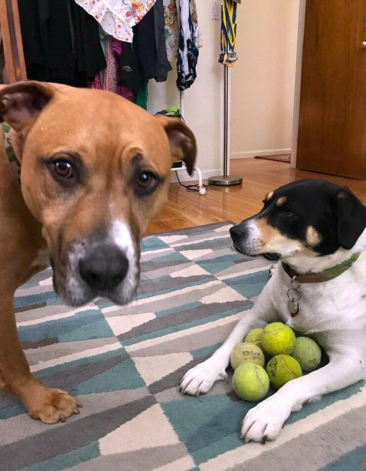 Cool Dogs Living Their Best Lives