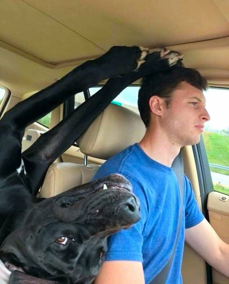 Cool Dogs Living Their Best Lives