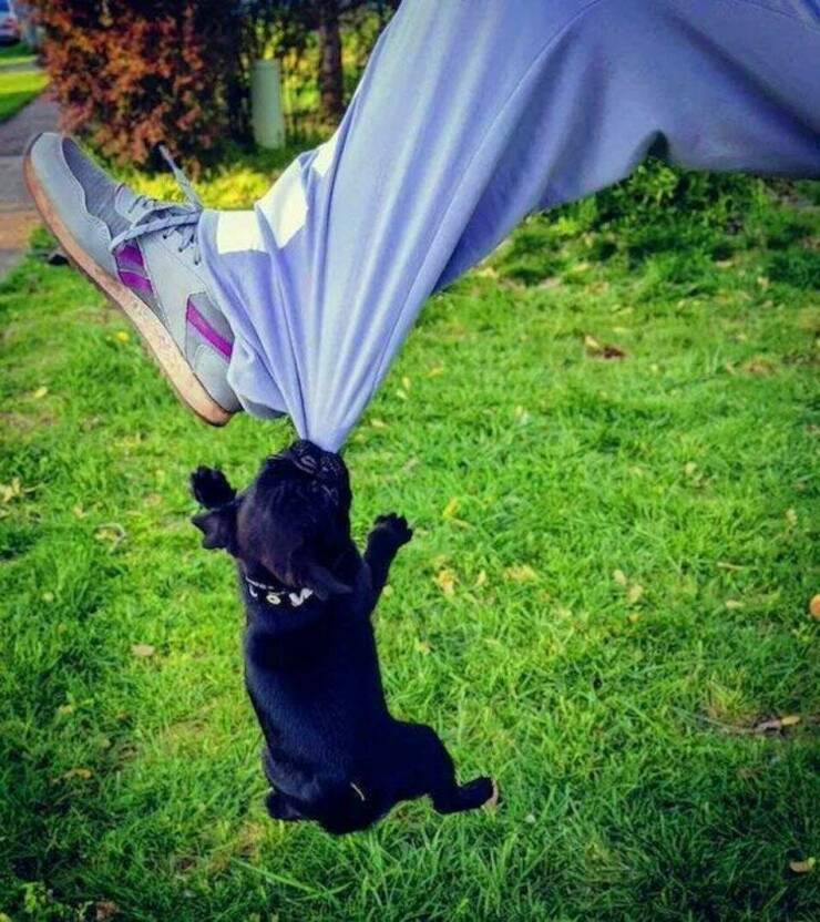 Cool Dogs Living Their Best Lives