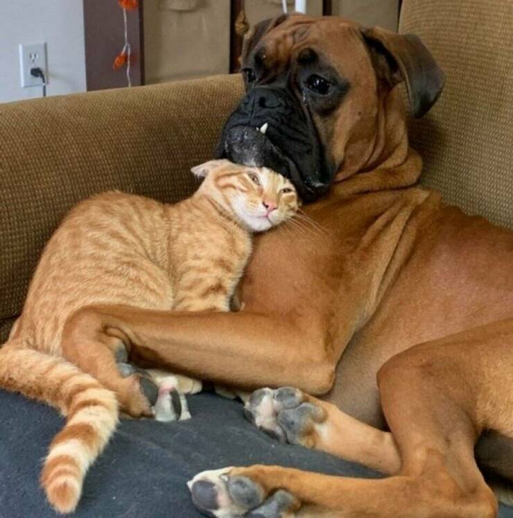 Cool Dogs Living Their Best Lives