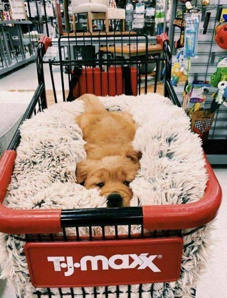 Cool Dogs Living Their Best Lives