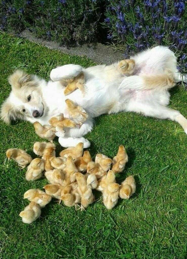 Cool Dogs Living Their Best Lives