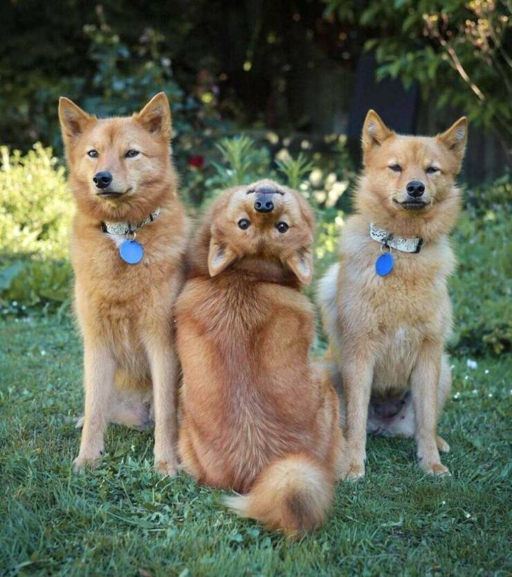 Cool Dogs Living Their Best Lives