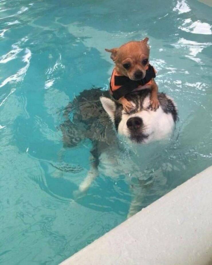 Cool Dogs Living Their Best Lives