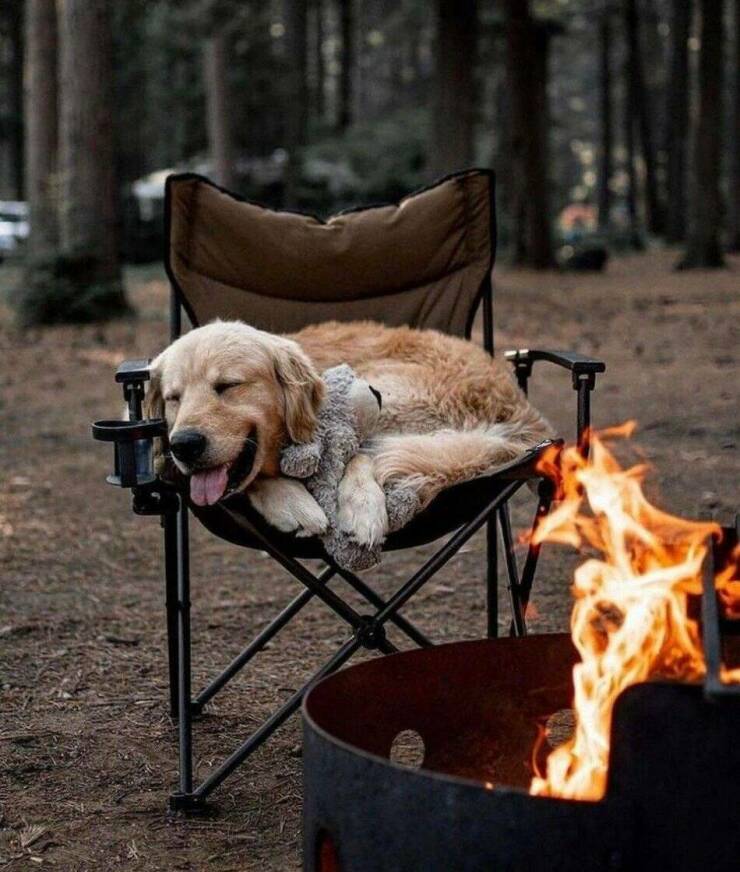 Cool Dogs Living Their Best Lives