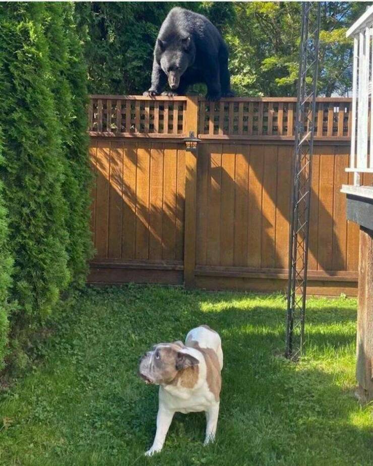 Cool Dogs Living Their Best Lives