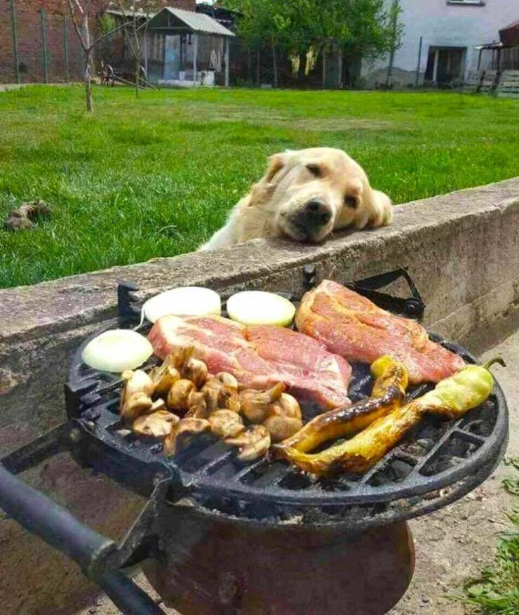 Cool Dogs Living Their Best Lives