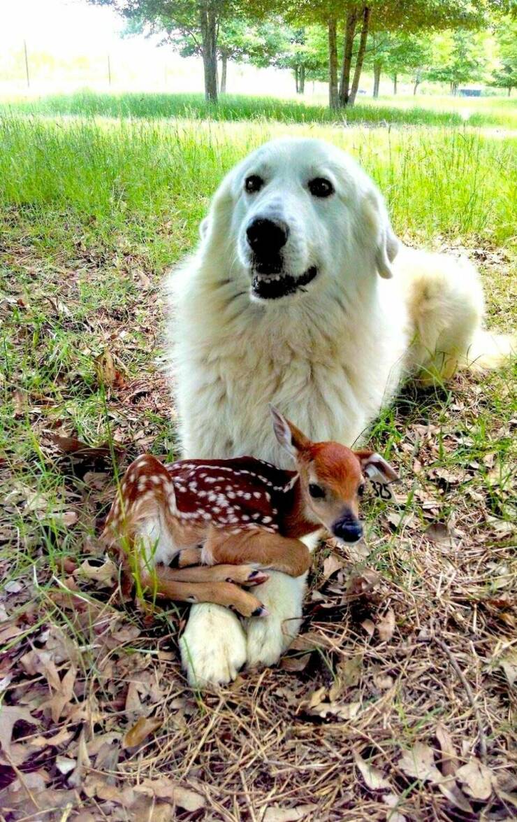 Cool Dogs Living Their Best Lives