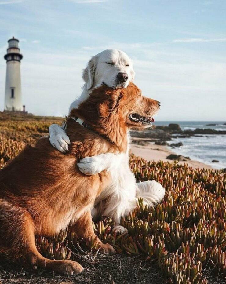 Cool Dogs Living Their Best Lives