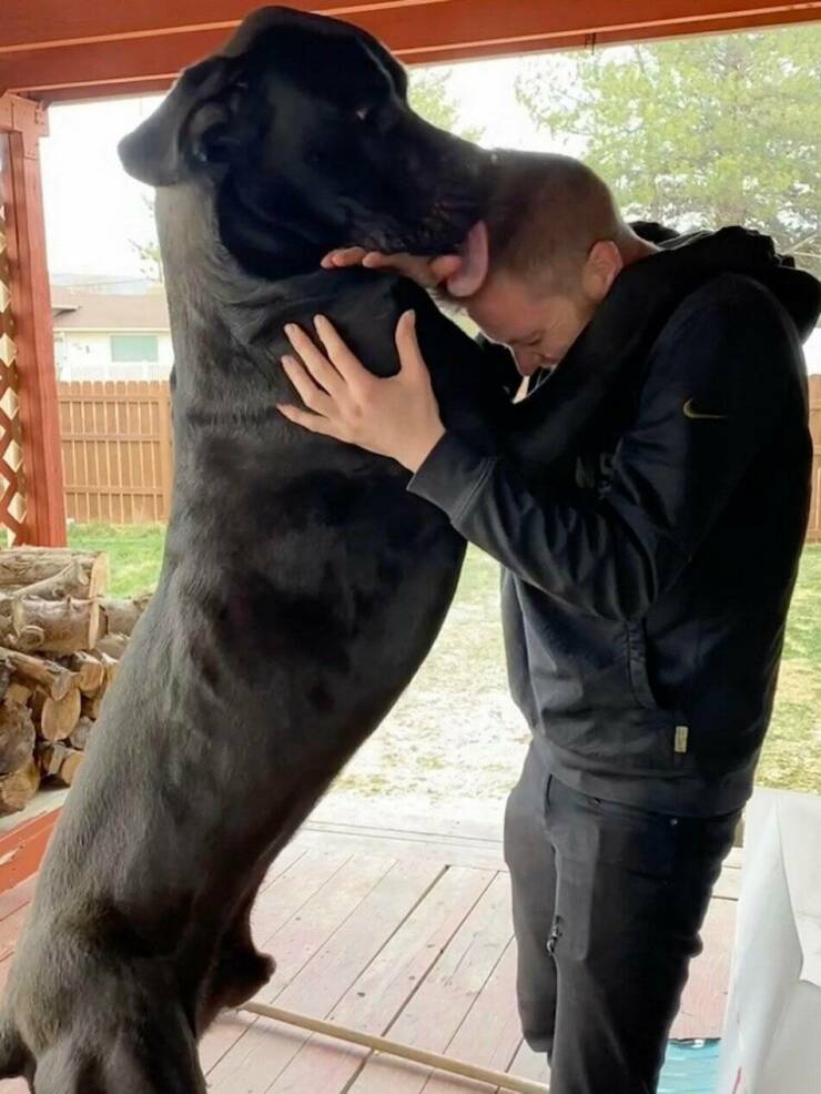 Cool Dogs Living Their Best Lives