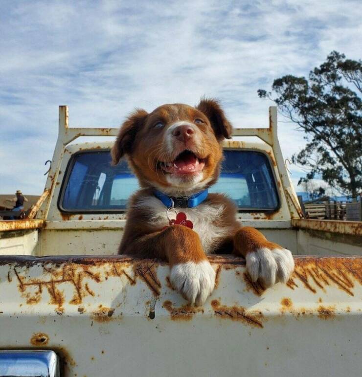 Cool Dogs Living Their Best Lives