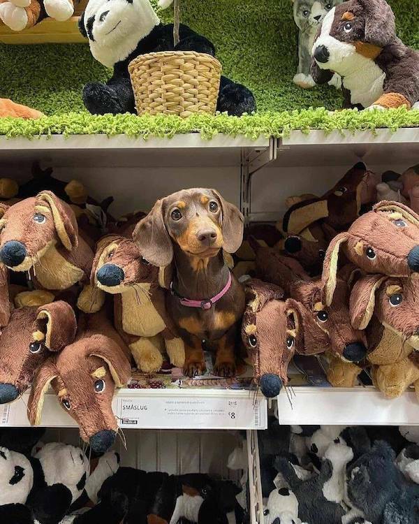 Daily Picdump Daily Picdump