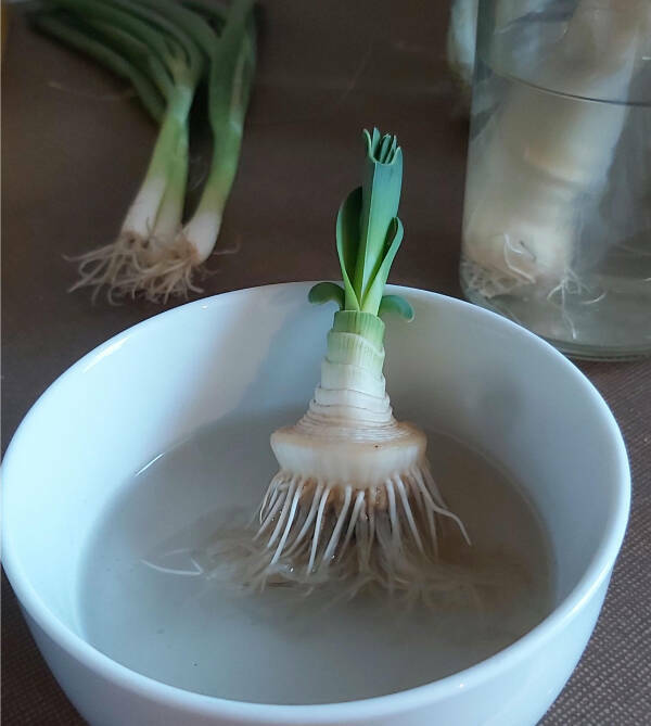 Finding Fun in the Mildly Interesting