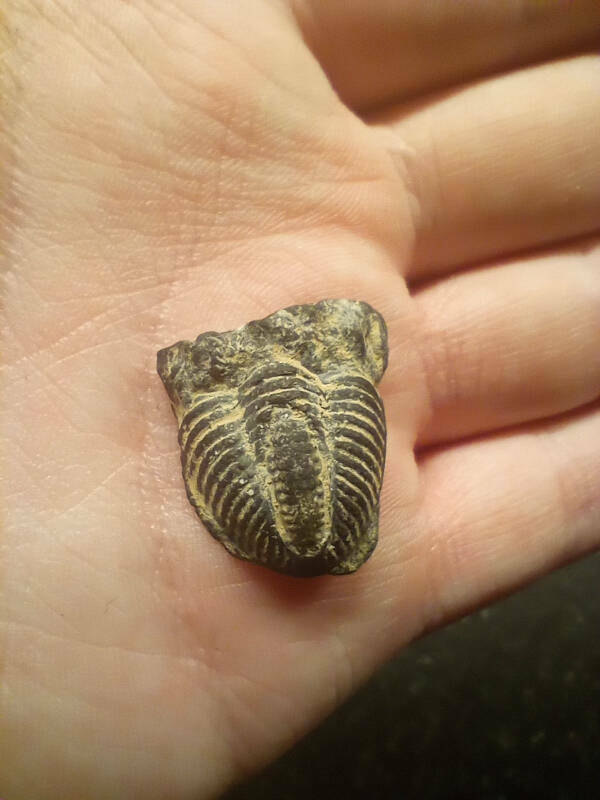 Finding Fun in the Mildly Interesting