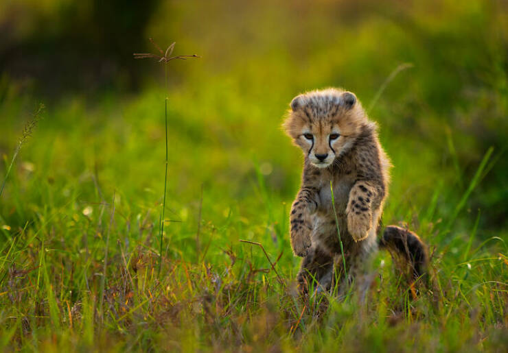 Breathtaking Wildlife Photography Breathtaking Wildlife Photography