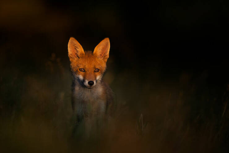Breathtaking Wildlife Photography