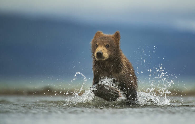 Breathtaking Wildlife Photography