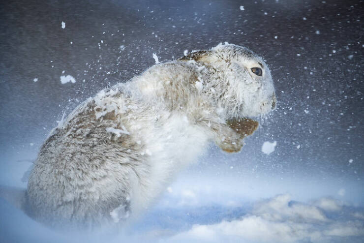 Breathtaking Wildlife Photography