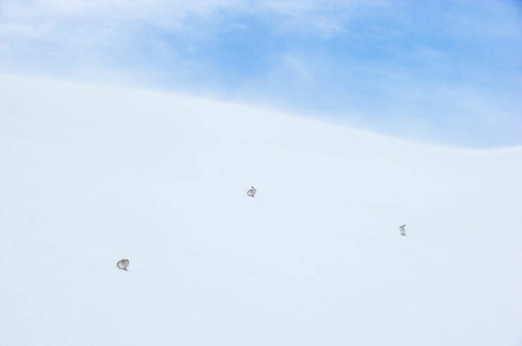 Breathtaking Wildlife Photography