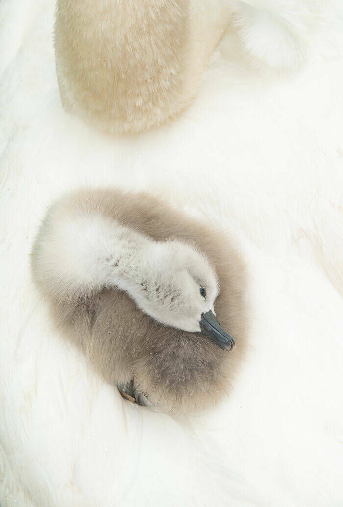 Breathtaking Wildlife Photography Breathtaking Wildlife Photography