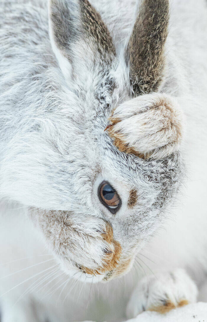 Breathtaking Wildlife Photography