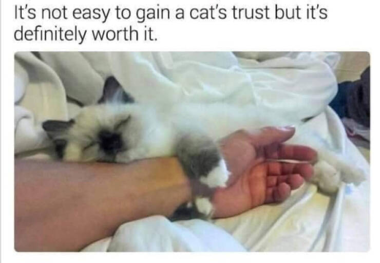 Wholesome Memes You Didn’t Know You Needed Wholesome Memes You Didn’t Know You Needed