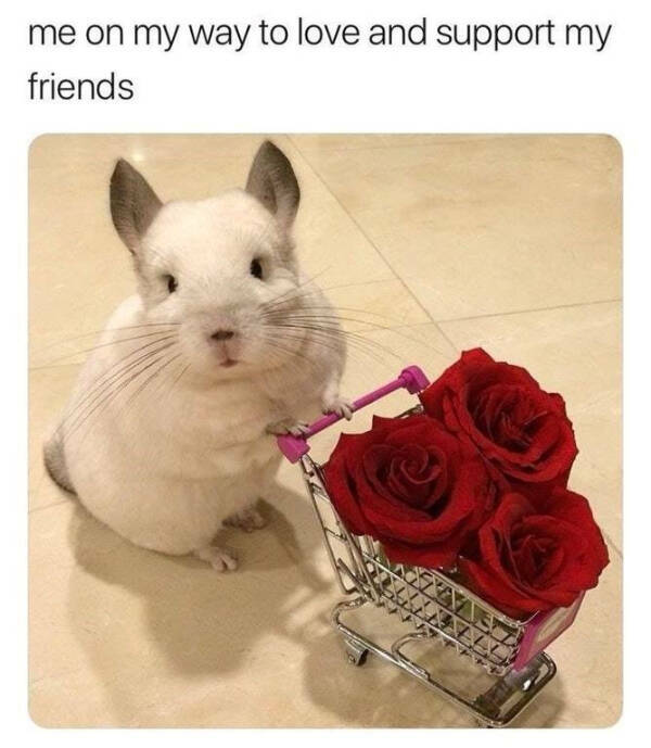 Wholesome Memes You Didn’t Know You Needed Wholesome Memes You Didn’t Know You Needed