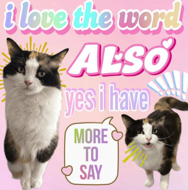 Wholesome Memes You Didn’t Know You Needed Wholesome Memes You Didn’t Know You Needed