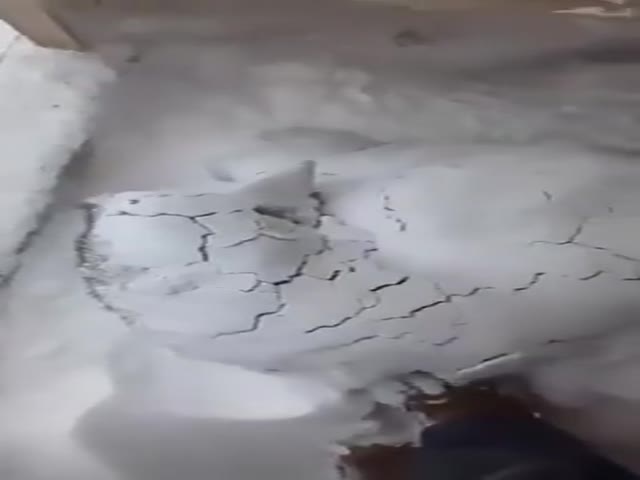 Siberian Husky Waking Up From a Nap