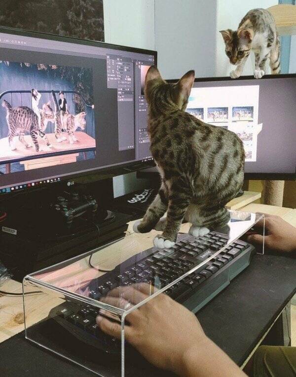 Clever is as Clever Does Clever is as Clever Does