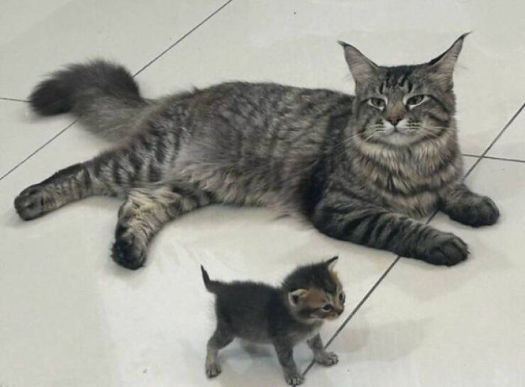 Kick Off Your Week With Hilarious Cats