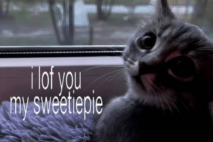 Kick Off Your Week With Hilarious Cats