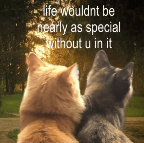 Kick Off Your Week With Hilarious Cats