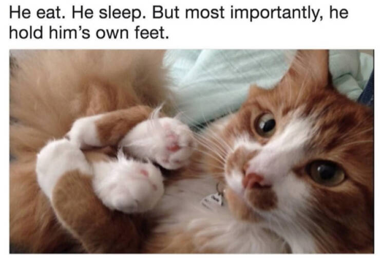 Kick Off Your Week With Hilarious Cats