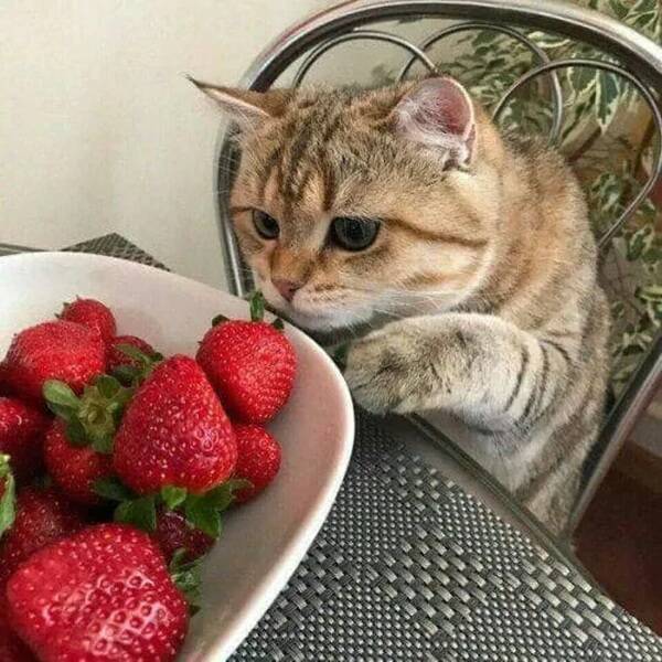 Kick Off Your Week With Hilarious Cats