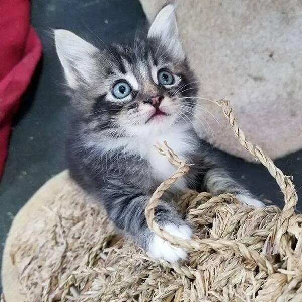 Kick Off Your Week With Hilarious Cats