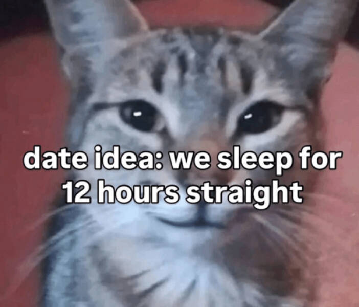 Kick Off Your Week With Hilarious Cats