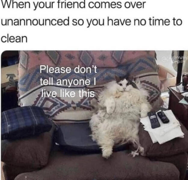 Kick Off Your Week With Hilarious Cats