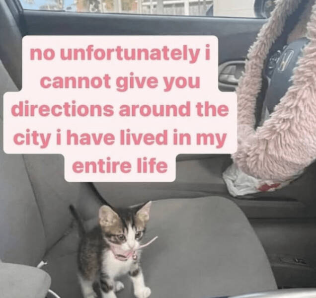 Kick Off Your Week With Hilarious Cats