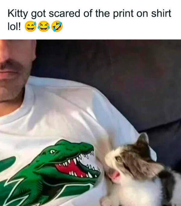 Kick Off Your Week With Hilarious Cats